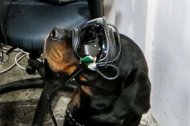 Militay Dogs wearing Augmented Reality Googles In training