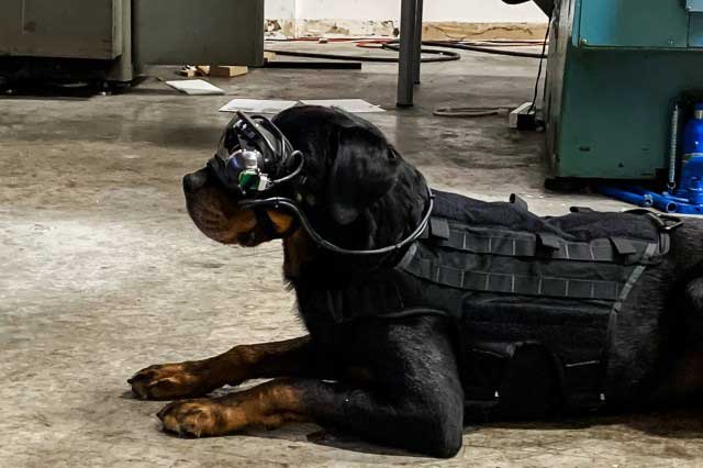 Militay Dogs laying on the floor while he is wearing Augmented Reality Googles In training